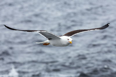 Seagull flying over sea