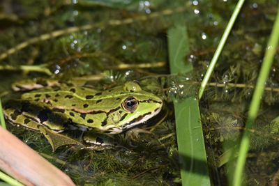 Close-up of frog in lake