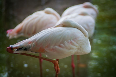 Close-up of flamingos preening its feathers in lake