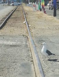 Birds perching on railroad track