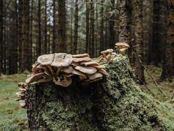 Close-up of lizard on tree trunk in forest