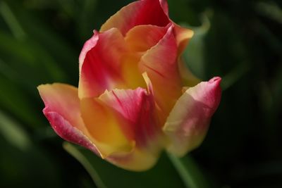 Close-up of pink flower