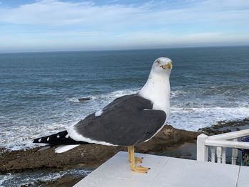 Seagull perching on a sea