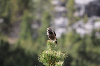 Close-up of bird perching on plant