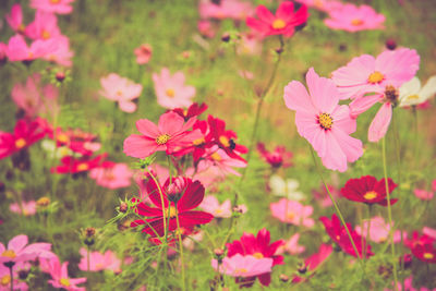 Pink flowers blooming in park