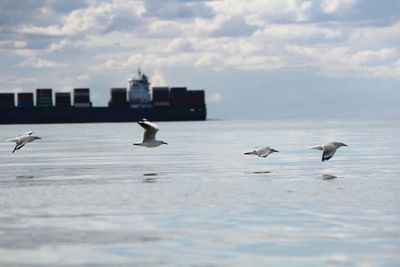 Seagulls flying over water