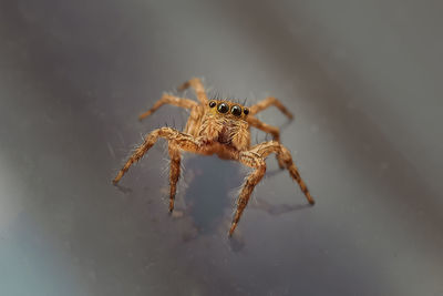 Close-up of spider