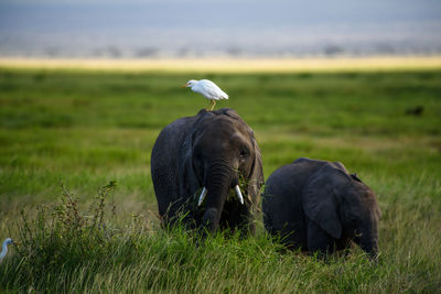 Egret perching on elephant grazing at grassy field