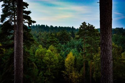 Trees in forest against sky