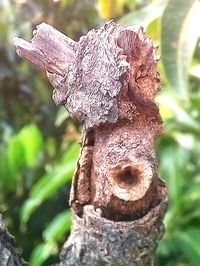 Close-up of damaged tree trunk in forest