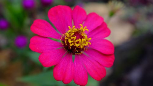 Close-up of pink flower blooming outdoors