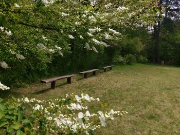 Trees and plants in park