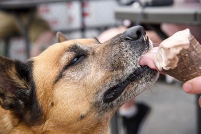 Close-up of dog eating ice cream