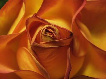 Close-up of rose