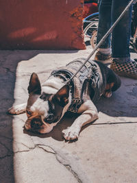 High angle view of dog relaxing on footpath