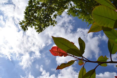 Low angle view of tree against sky