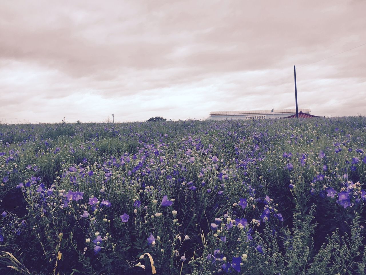 flower, field, freshness, growth, sky, beauty in nature, landscape, cloud - sky, nature, fragility, plant, blooming, tranquil scene, purple, cloudy, tranquility, in bloom, cloud, rural scene, scenics