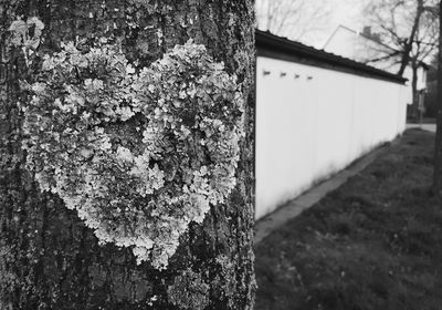 Close-up of tree