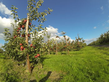 Scenic view of grassy field against sky
