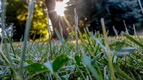 Close-up of plants growing on field