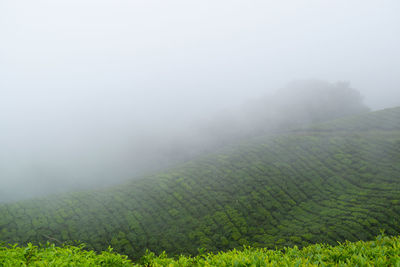 Scenic view of agricultural field during foggy weather