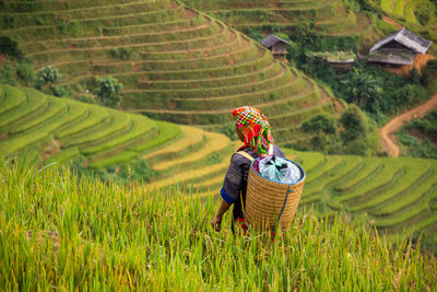 Full frame shot of rice paddy