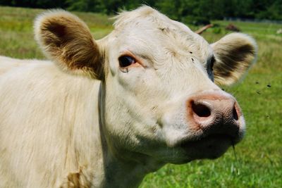 Close up portrait of a young cow