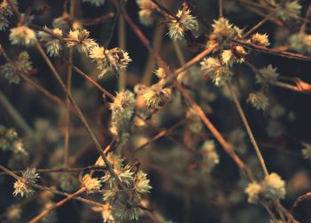 Close-up of wild flowers