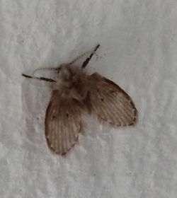 Close-up of butterfly on wall