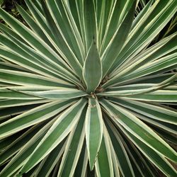 Full frame shot of plant