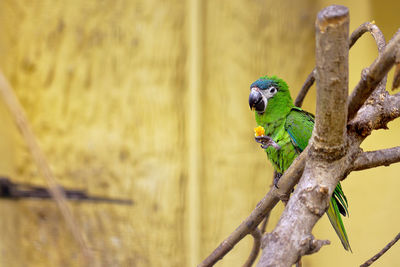 Close-up of parrot perching on tree