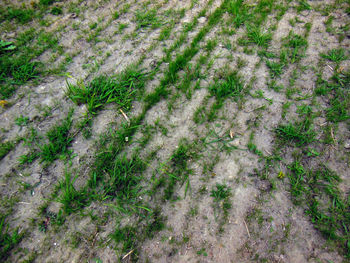 High angle view of plants growing on land