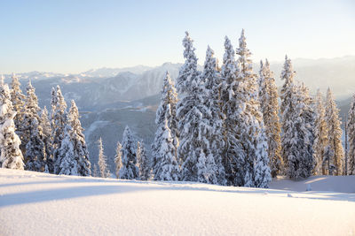 Panoramic view of trees on snow covered landscape