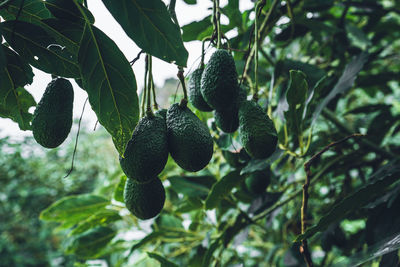 Close-up of berries growing on tree