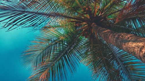 Low angle view of palm tree against sky