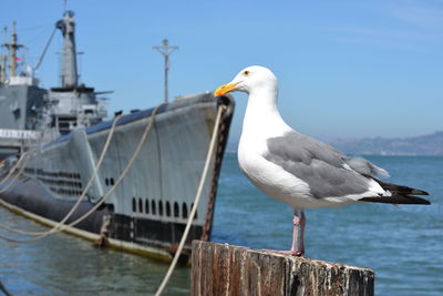 Seagull perching on wooden post by military ship moored in sea against sky