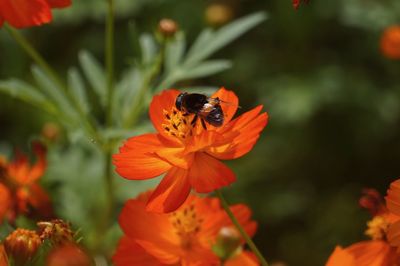 Close-up of honey bee on flower