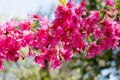 Close-up of pink flowers blooming on tree