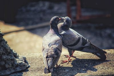 Close-up of birds on the wall