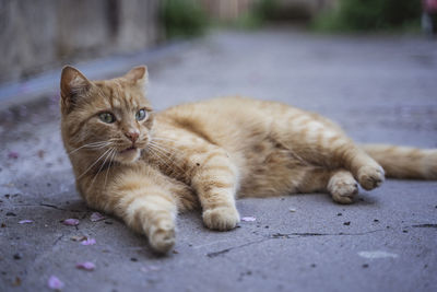 Portrait of a cat lying on footpath