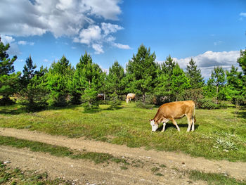 View of cows in pasture