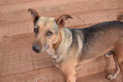 High angle portrait of dog standing on steps