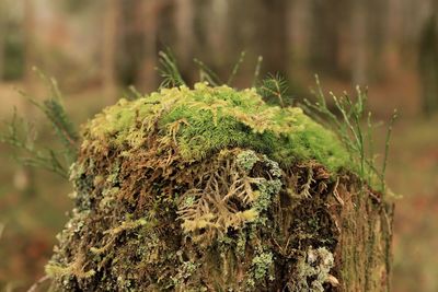 Close-up of moss growing on tree stump