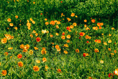 Close-up of orange flowering plants on field