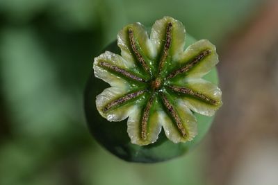 Close-up of opium poppy