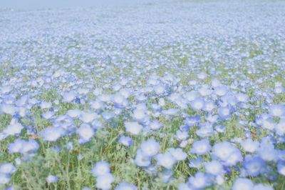 Close-up of white flowers on field