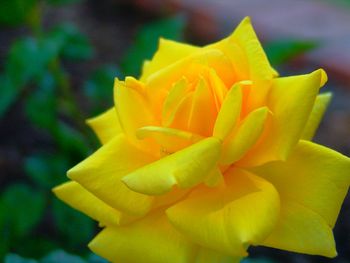 Close-up of yellow flower