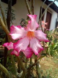 Close-up of pink flowers blooming outdoors