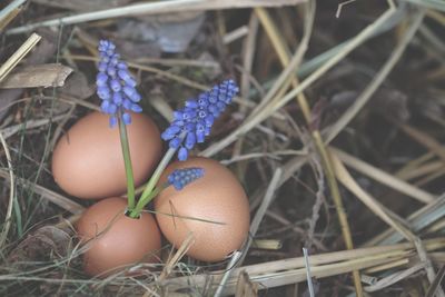 High angle view of grape hyacinths in broken brown egg on straws