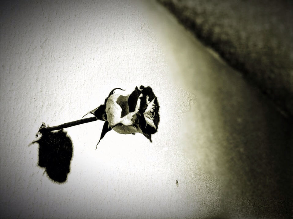 indoors, close-up, still life, high angle view, studio shot, table, single object, no people, leaf, dry, death, wood - material, vignette, copy space, nature, the end, dead animal, day, wall - building feature, shadow